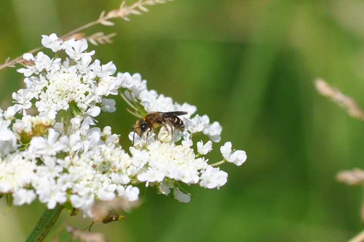 Andrena cf. combinata